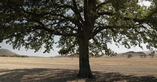 Isolated Huge Tree With Sun Flare Through Foliage. Tilt-up Shot