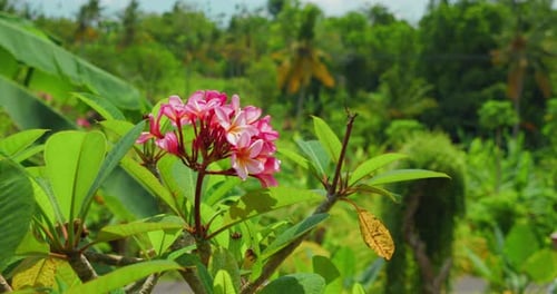 Beautiful pink red frangipani flowers bloom on tree branch. Green garden forest in the background. T
