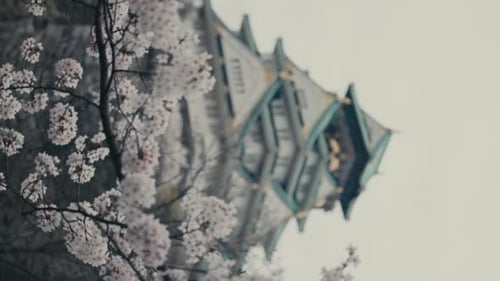 Vertical - Racking Focus On Cherry Blossoms And Osaka Castle In Spring In Osaka, Japan.