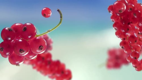 Flying Red Currant and Redcurrants Bunch in Beach Tropical Summer Background