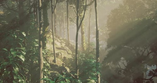 Sunlight Filters Through Trees in a Lush Green Forest During the Morning