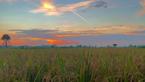 beautiful sunset on the farm