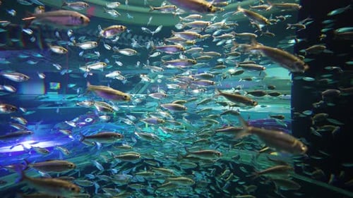 Winziger Fischschwarm, der in einem Aquarium schwimmt