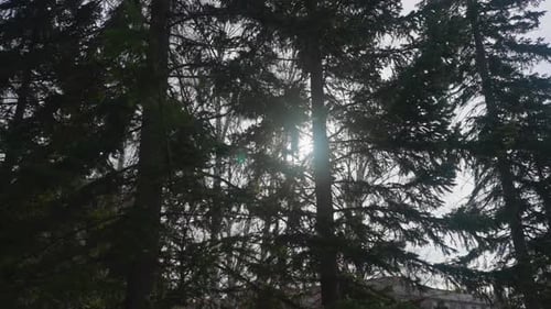 Sunlight Breaks Through Branches of Lush Fir Trees in Park