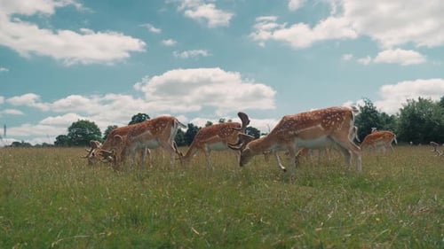 A Group of Sika Deer Graze on the Edge of a Forest and Eat the Available Food