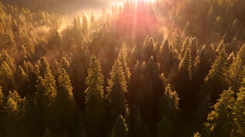 Aerial View of Misty Forest at Golden Hour