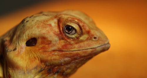 Gros plan au ralenti : les yeux hypnotiques d'un lézard Agama nu