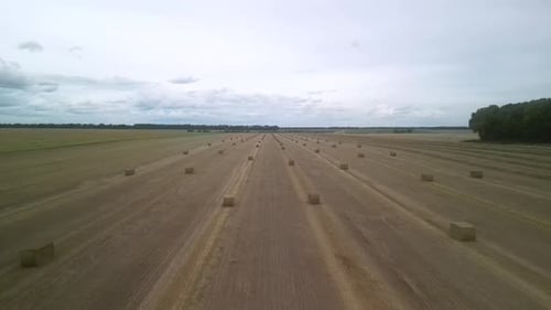 Yellow field with harvested wheat and hay bales. Aerial view of the field with square bales