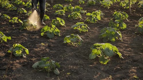 Plantation Field Working Farmer Spraying Pesticide Sprayer Garden Farm Vegetable Garden Spraying