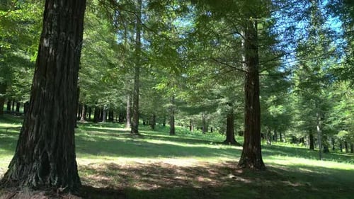 Sequoia Trees At Bosque de Colon In Pontevedra, Spain. drone shot