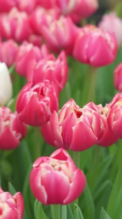 Stunningly Vibrant Pink Tulip Flowers are Beautifully Blooming in the Spring Season