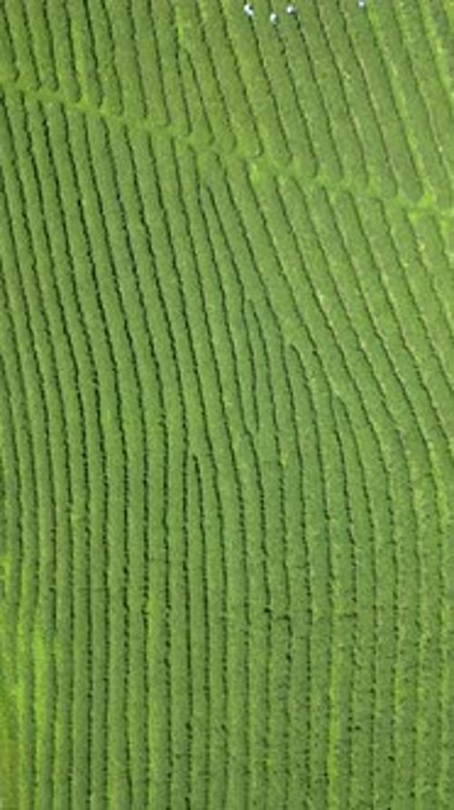 Workers Picking Tea Leaves on a Tea Plantation in Thailand