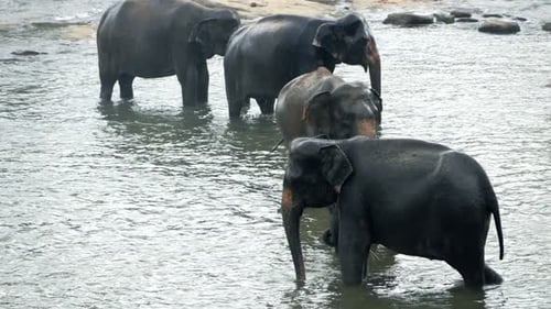 Gruppe von Elefanten, die im Fluss stehen, Super 240