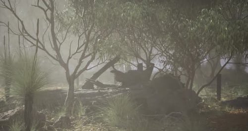 Misty Forest Landscape with Dense Greenery and Low Visibility in Morning Light