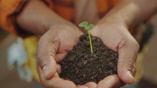 Hands of Farmer Holding Soil with Sprouting Plant