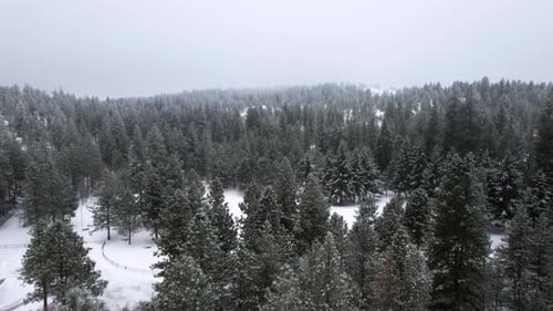 Aerial view of a white pine tree forest in winter covered in fresh snowfall