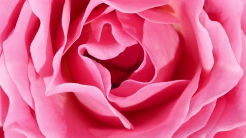 Macro Shot of a Blooming Pink Rose