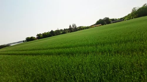 Fast-Moving Drone Above Lush Crop Fields