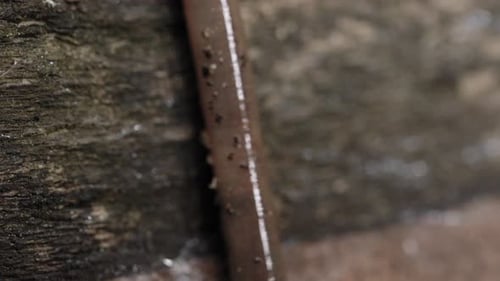 Makroaufnahme eines Wurms, der auf einem Baumstamm herumrutscht