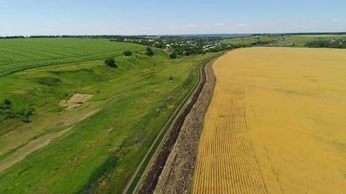 Feld mit reifem Weizen