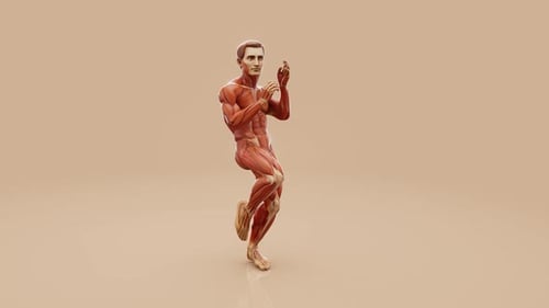 Animated 3D Male Muscular System Exercise