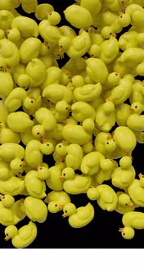 3D Rubber Ducks Screen Transition Alpha Channel 4K
