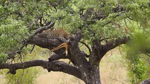 Leopard eating prey in a tree in Kruger National park, South Africa