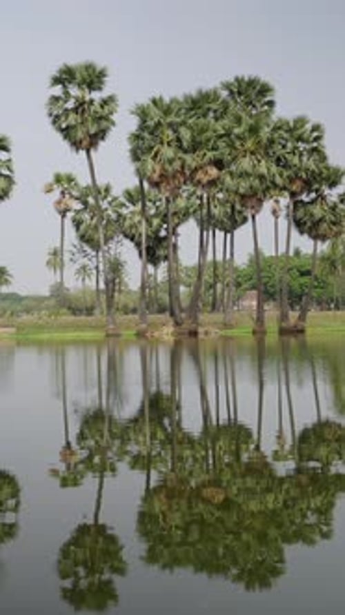 Vue d'un magnifique lac avec des palmiers en arrière-plan