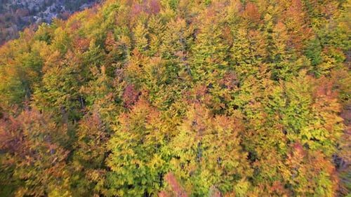 Colorful foliage of trees leaves in Autumn, beautiful texture in green yellow, and red