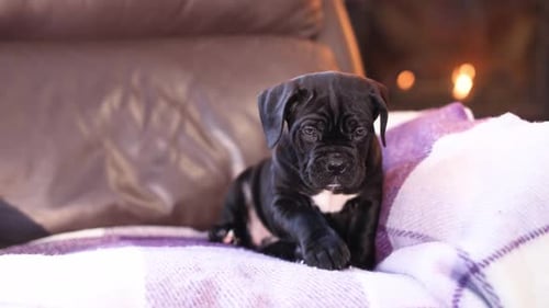 Adorable Dark Puppy Sitting on a Purple Blanket
