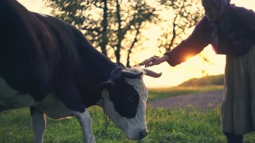 Elderly Woman with Grazing Cow in Field at Sunset