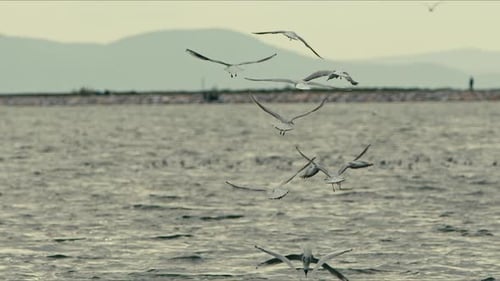 Animal Bird Seagulls On Sea Water 1
