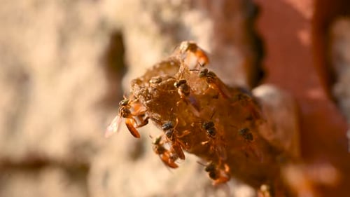 Bees Swarming Around Their Honeycomb Hive Entrance