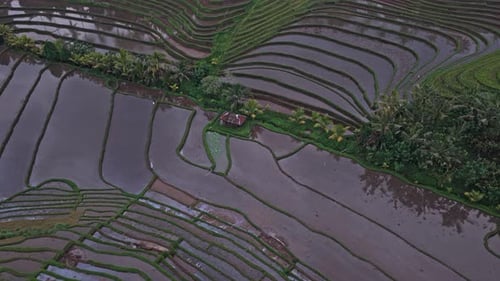 Vue aérienne de rizières verdoyantes à Bali en Indonésie