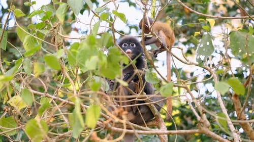 Monkey Sitting in Tree Branches Surrounded By Lush Green Leaves in