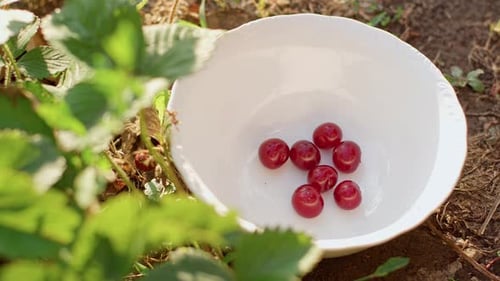 Woman's Hand Throws Fresh and Ripe Delicious Red Cherries Into a Beautiful White Plate in the Garden