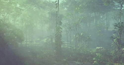 Misty Forest Landscape with Lush Greenery and Soft Sunlight Filtering Through