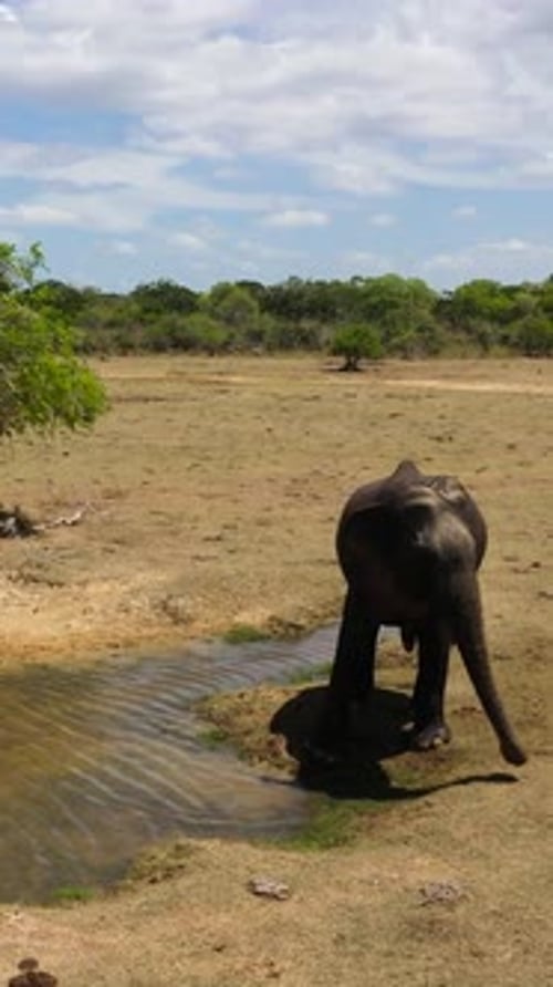 Elephant in the Wild in Sri Lanka
