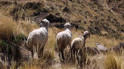 Mountain sheep from Cordillera Real, Andes, Bolivia