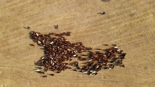 Aerial View of Large Livestock Herd in Rural Area