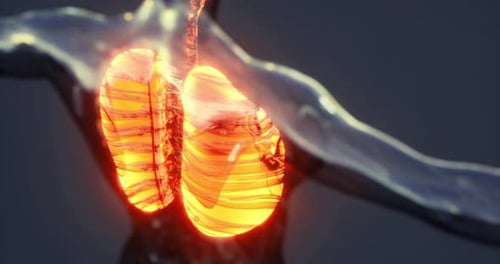 3D Human Lungs Breathing Animation with Glowing X-ray Effect