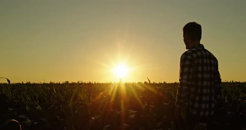 Confident Young Man Admires the Sunset Over a Cornfield Rear View