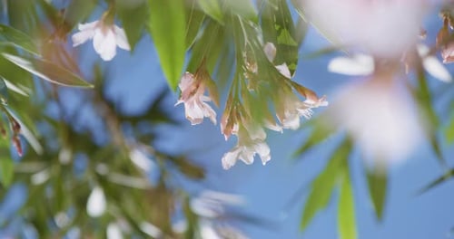 Blooming white oleander grows on tree in botanical garden