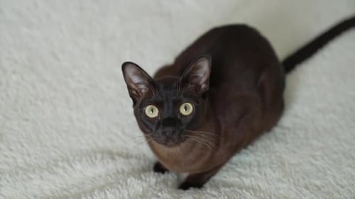 Brown Cat Sitting on White Blanket
