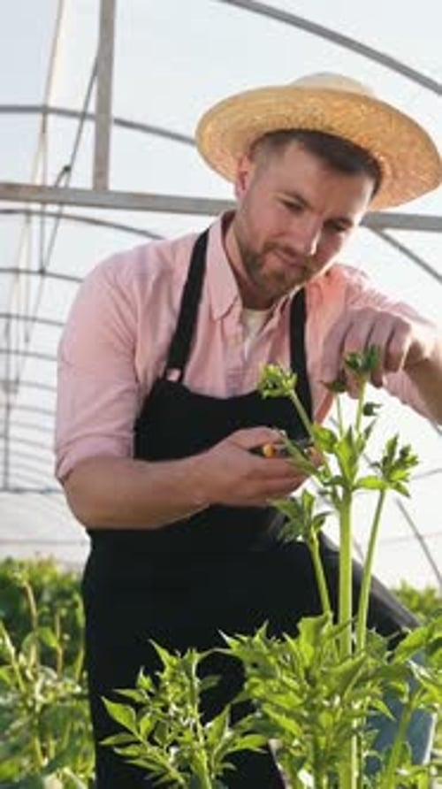 Man Pruning Plants in a Greenhouse