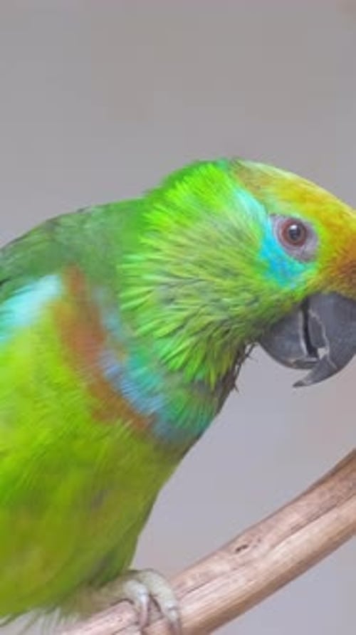 Vidéo verticale d'un perroquet vert dans les forêts amazoniennes