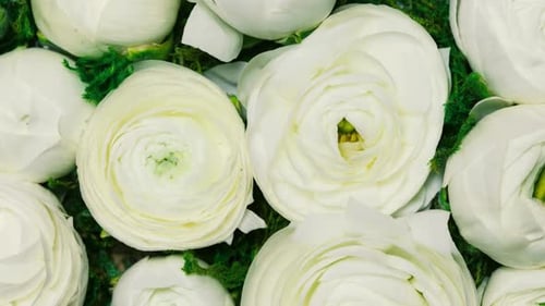 Elegant White Flowers Blooming Close-Up