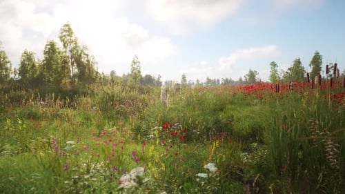 Vibrant Wildflower Field with Various Blooms Under a Sunny Sky in Spring