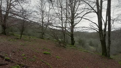 Bare Trees on Sloped Terrain