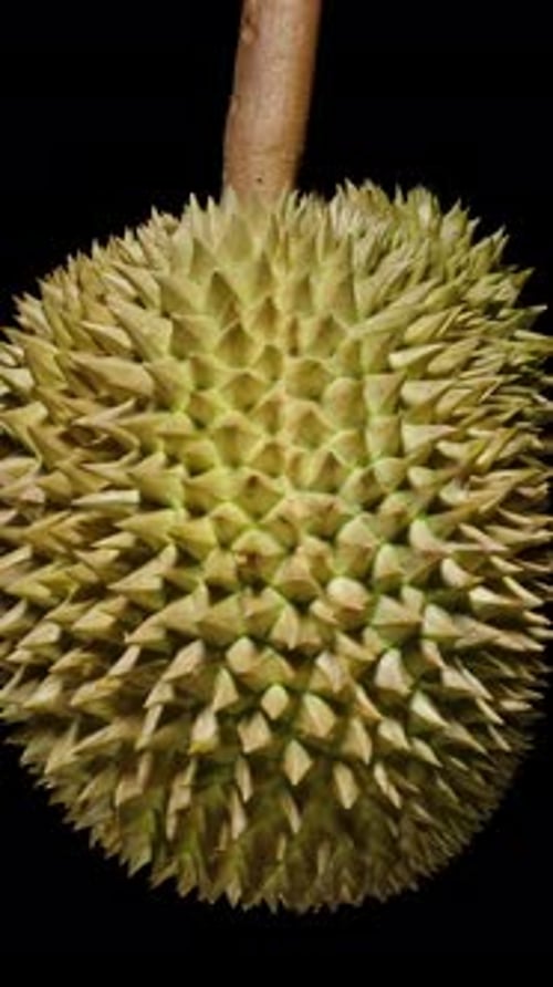 Vertikales Video. Rotierender Durian in nahtloser Schlaufe mit harter, stacheliger Schale und
isolierter Oberfläche auf Schwarz